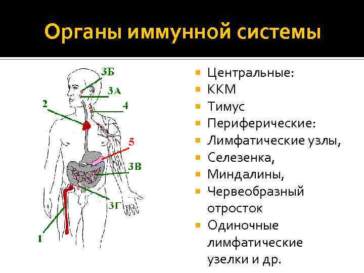 Органы лимфатической системы