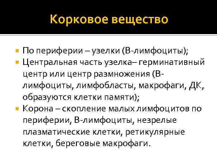 Корковое вещество По периферии – узелки (В-лимфоциты); Центральная часть узелка– герминативный центр или центр