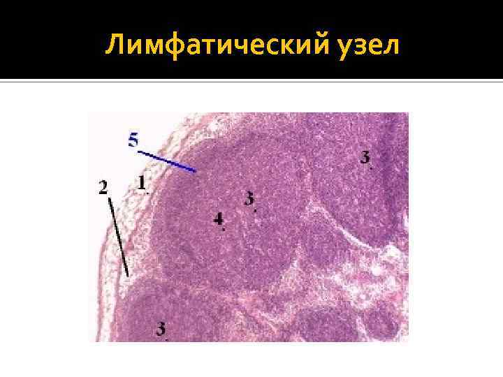 Лимфатический узел 