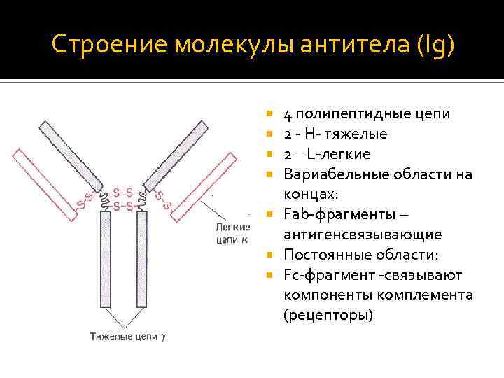 Схема строения иммуноглобулина g