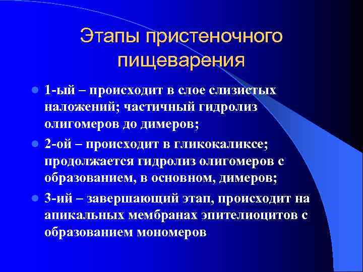 Этапы пристеночного пищеварения 1 -ый – происходит в слое слизистых наложений; частичный гидролиз олигомеров