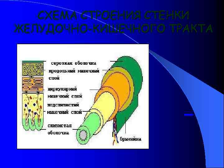 Схема жкт корнилова