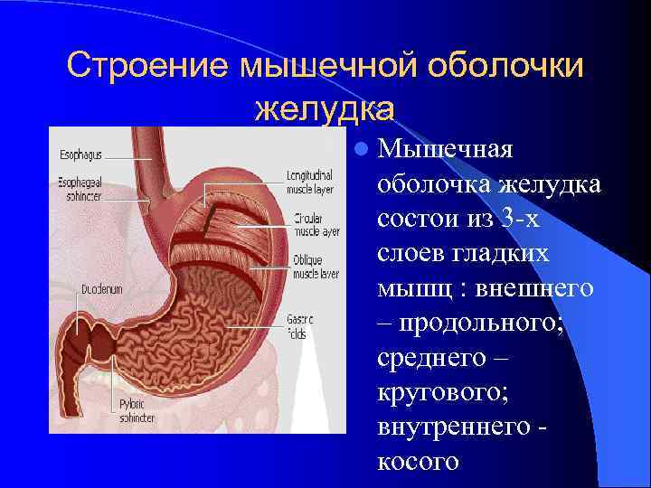 Особенности внешнего строения желудка