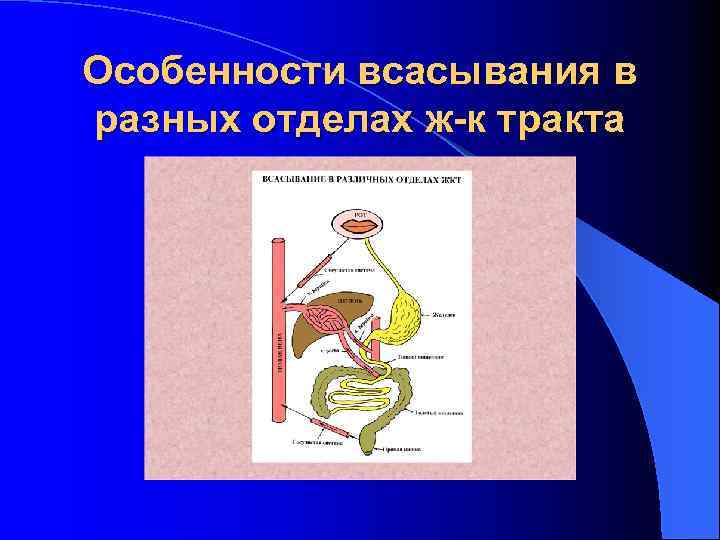 Как осуществляется процесс всасывания питательных