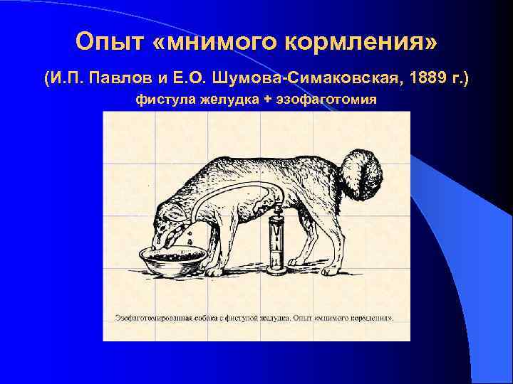 Схема операций изолированного желудка по гейденгайну и по павлову