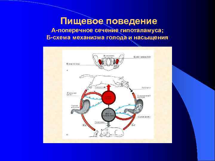 Амиодарон схема насыщения