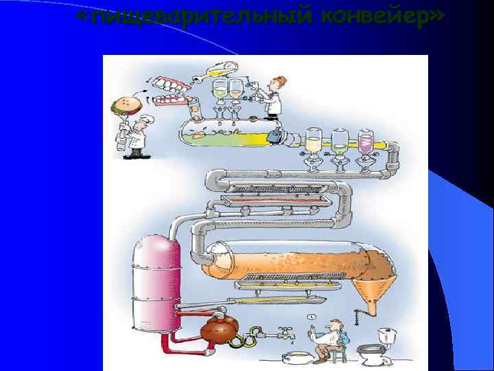  «пищеварительный конвейер» 