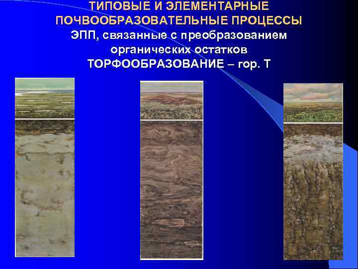 ТИПОВЫЕ И ЭЛЕМЕНТАРНЫЕ ПОЧВООБРАЗОВАТЕЛЬНЫЕ ПРОЦЕССЫ ЭПП, связанные с преобразованием органических остатков ТОРФООБРАЗОВАНИЕ – гор.