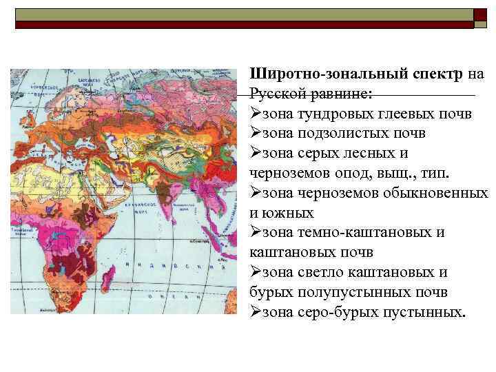 Широтно-зональный спектр на Русской равнине: Øзона тундровых глеевых почв Øзона подзолистых почв Øзона серых