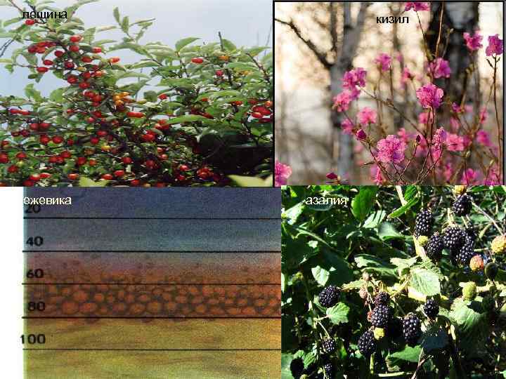 лещина ежевика кизил азалия 