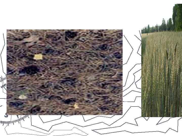 Под подстилкой серых лесных почв — более или менее темно-серый гумусовый горизонт. Ниже 30