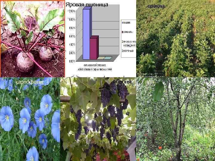 Озимая пшеница картофель Яровая пшеница свекла яблоня лён 