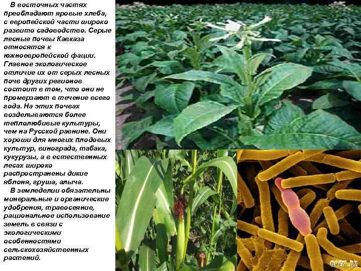 В восточных частях преобладают яровые хлеба, с европейской части широко развито садоводство. Серые лесные