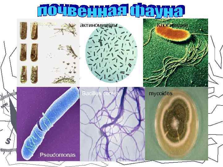 бациллы актиномицеты Bacillus cereus Pseudomonas Клостридий mycoides 