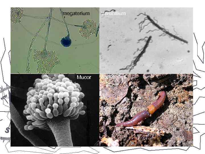 megaterium Verticillium Mucor Aspergillus 
