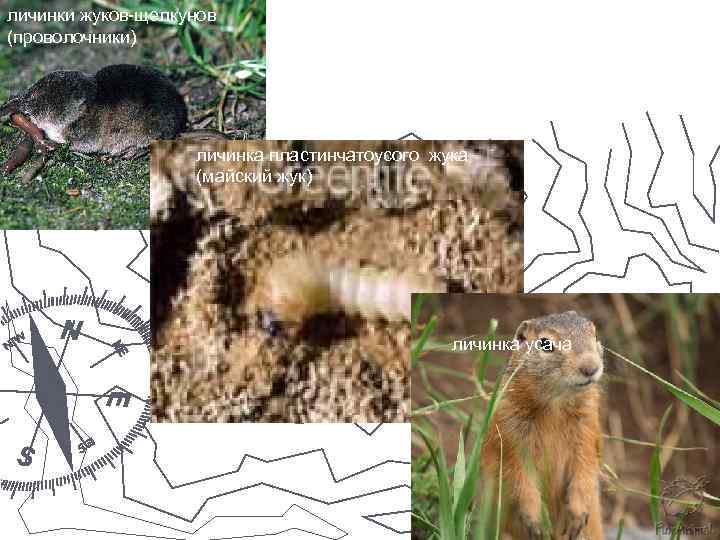 личинки жуков-щелкунов (проволочники) личинка пластинчатоусого жука (майский жук) личинка усача 