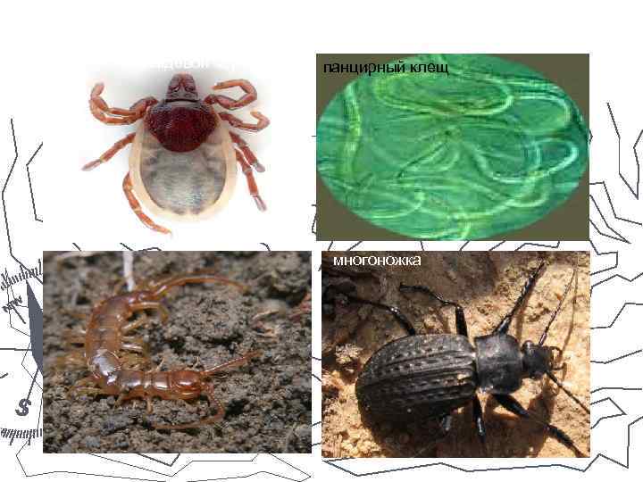 дождевой червь панцирный клещ многоножка 