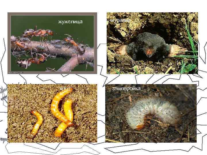 жужелица крот муравьи землеройка 