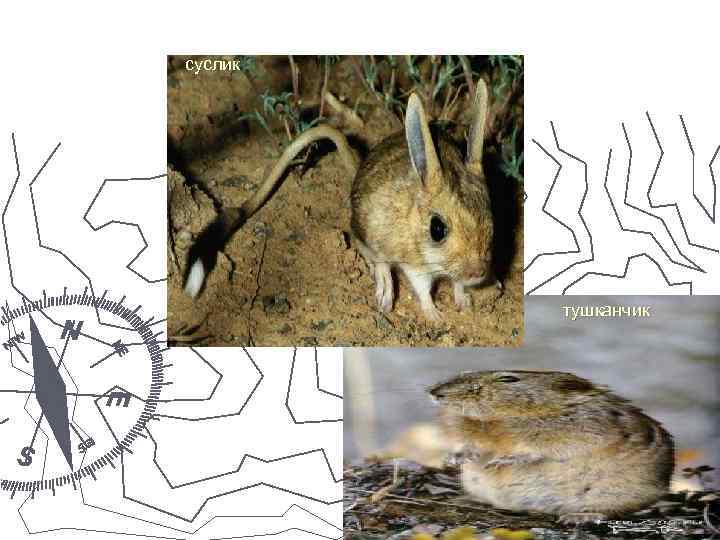 Хомяк белоногий суслик тушканчик 