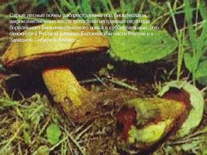 Серые лесные почвы распространены под биоценозами широколиственных лесов лесостепи на границе перехода бореального биоклиматического