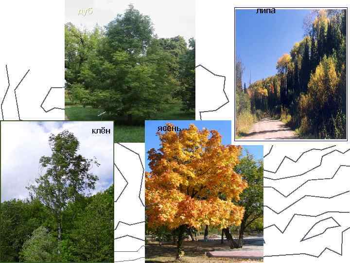 липа дуб клён ясень 