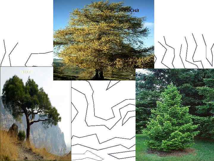 сосна пихта берёза 