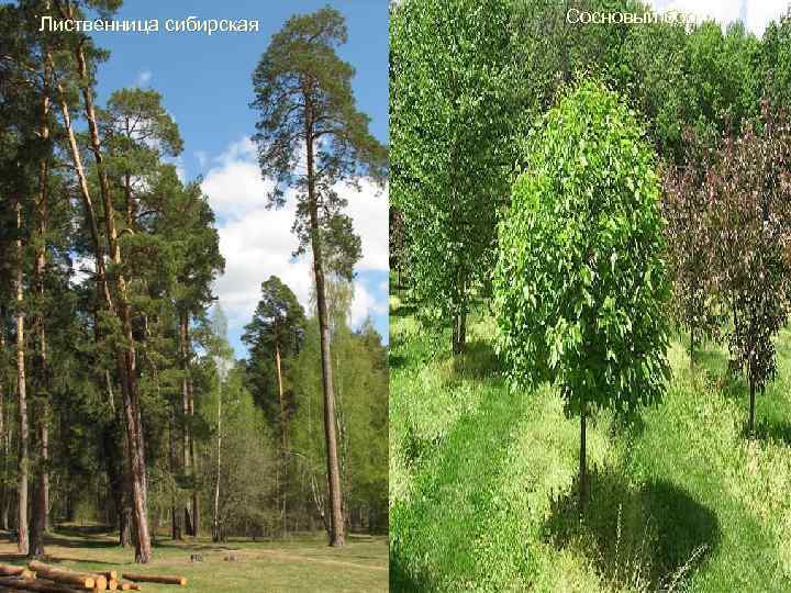 Лиственница сибирская Сосновый бор 