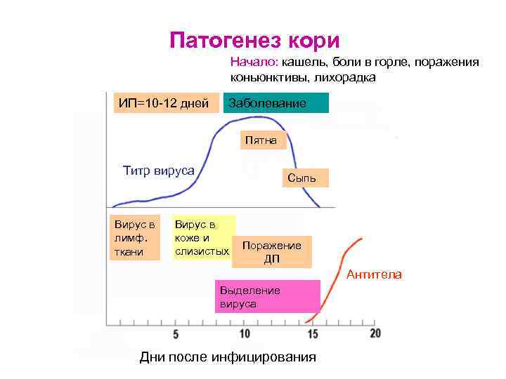 Патогенез кори