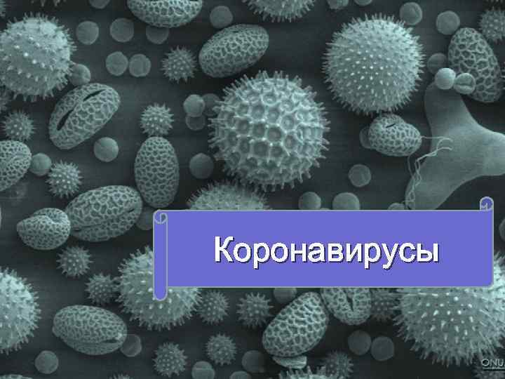 Коронавирусы 
