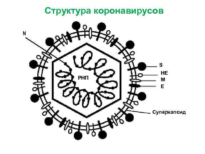 Ортомиксовирусы микробиология презентация