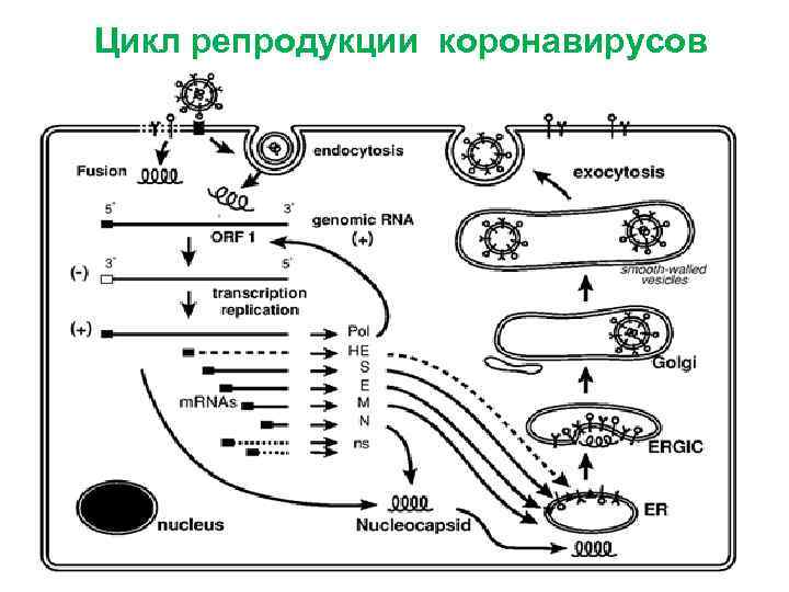 Ортомиксовирусы микробиология презентация