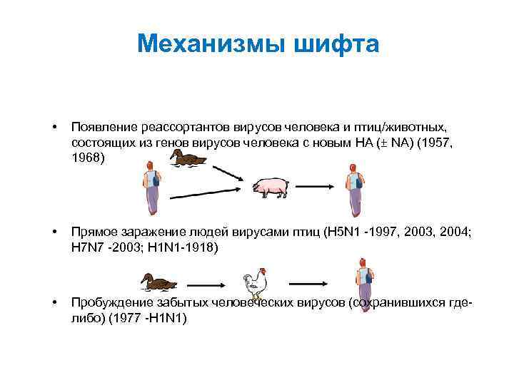 Механизмы шифта • Появление реассортантов вирусов человека и птиц/животных, состоящих из генов вирусов человека