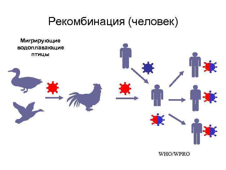 Рекомбинация (человек) Мигрирующие водоплавающие птицы WHO/WPRO 