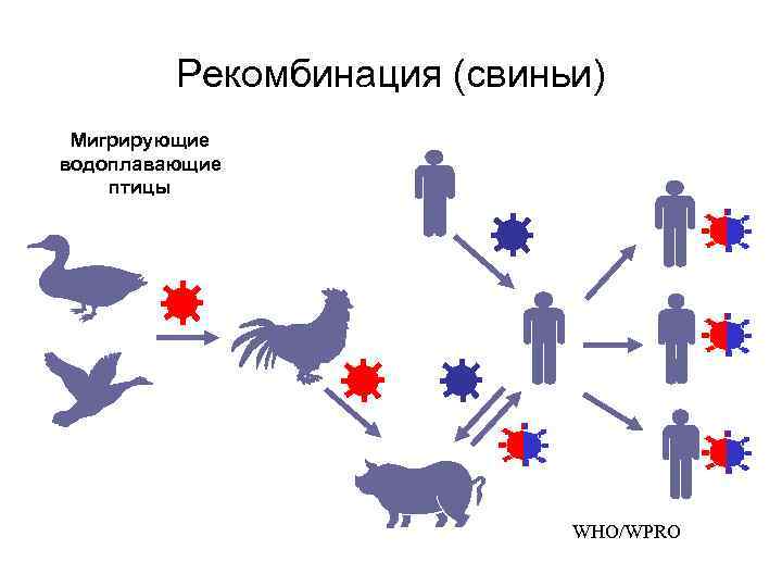 Рекомбинация (свиньи) Мигрирующие водоплавающие птицы WHO/WPRO 