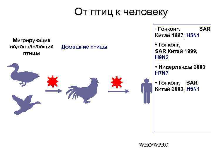 От птиц к человеку • Гонконг, Мигрирующие водоплавающие птицы SAR Китай 1997, H 5