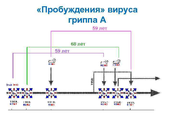  «Пробуждения» вируса гриппа А 59 лет 68 лет 59 лет . 