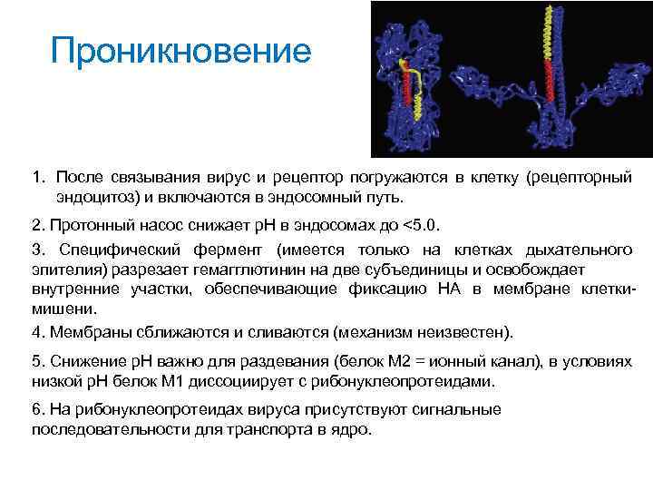 Проникновение 1. После связывания вирус и рецептор погружаются в клетку (рецепторный эндоцитоз) и включаются