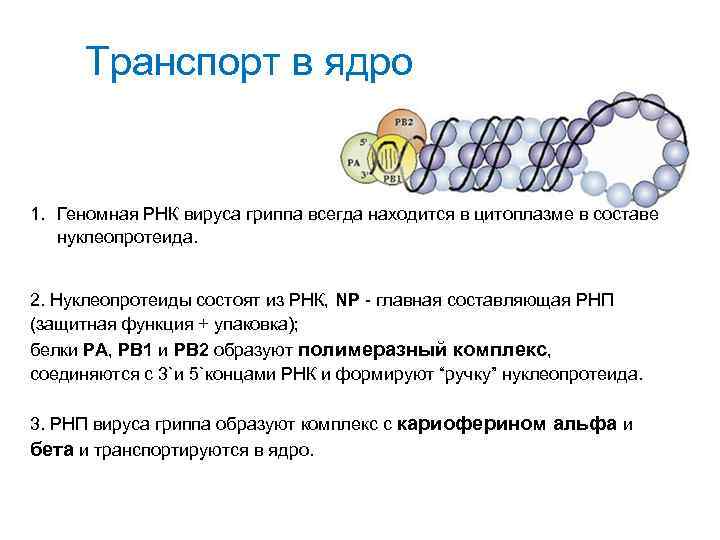 Транспорт в ядро 1. Геномная РНК вируса гриппа всегда находится в цитоплазме в составе