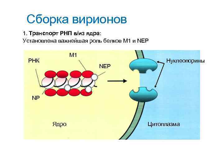 М белок