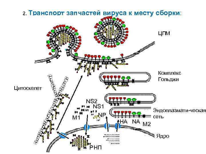 Ортомиксовирусы микробиология презентация