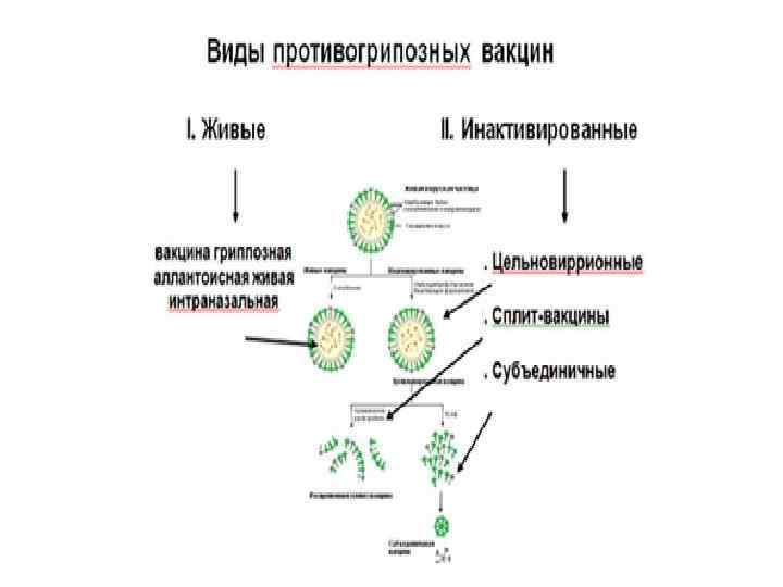 Ортомиксовирусы микробиология презентация