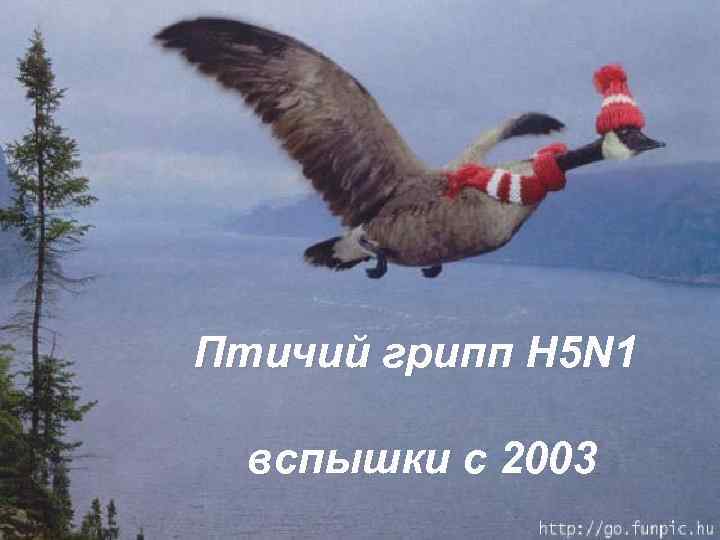 Птичий грипп H 5 N 1 вспышки с 2003 