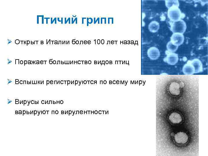 Птичий грипп Ø Открыт в Италии более 100 лет назад Ø Поражает большинство видов