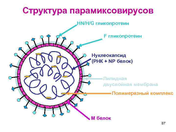 Структура парамиксовирусов HN/H/G гликопротеин F гликопротеин Нуклеокапсид (РНК + NP белок) Липидная двуслойная мембрана