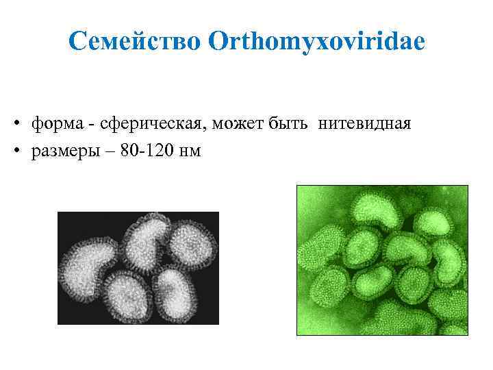 Ортомиксовирусы микробиология презентация