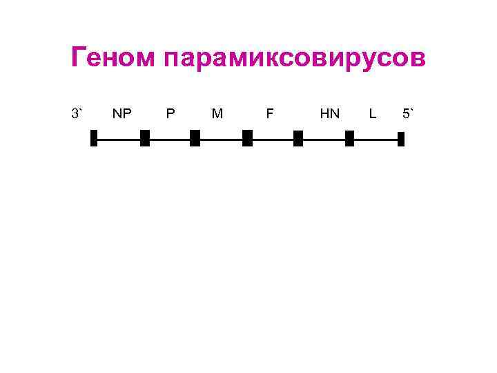 Геном парамиксовирусов 3` NP P M F HN L 5` 