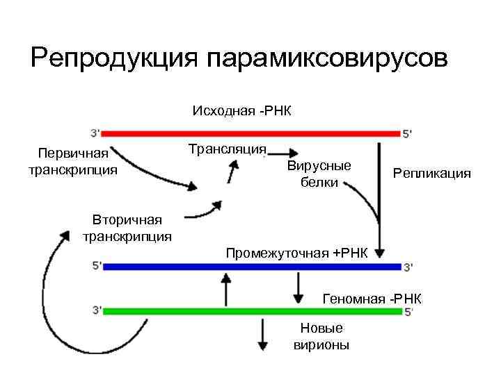 Репродукция парамиксовирусов Исходная -РНК Первичная транскрипция Трансляция Вирусные белки Репликация Вторичная транскрипция Промежуточная +РНК