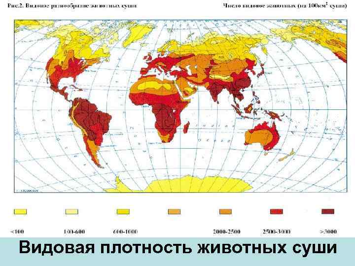 Видовая плотность животных суши 