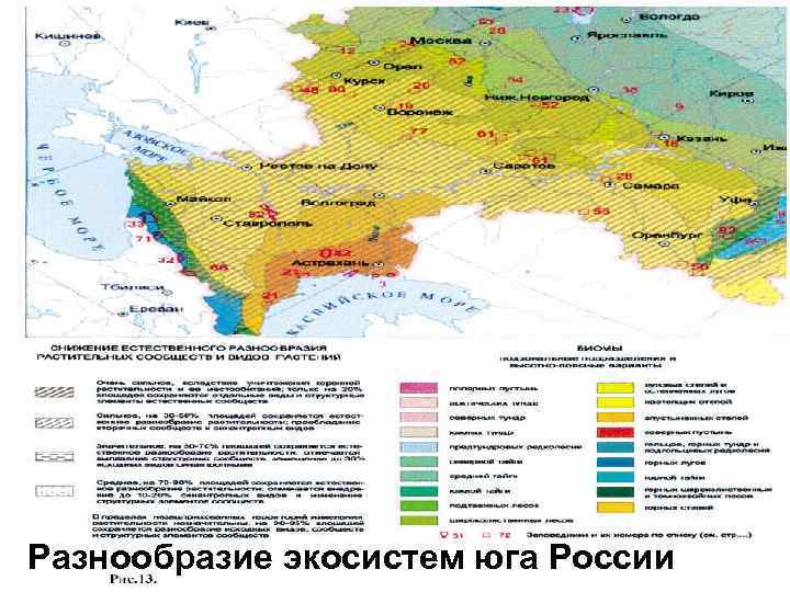 Разнообразие экосистем юга России 