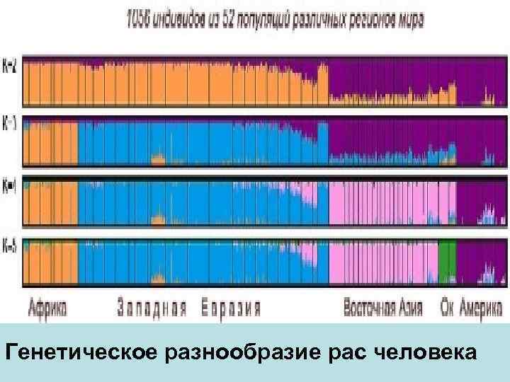 Генетическое разнообразие рас человека 